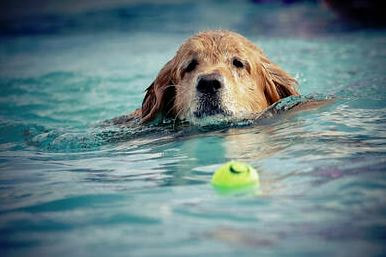 Dog Swimming in a clean pool retrieving a tennis ball